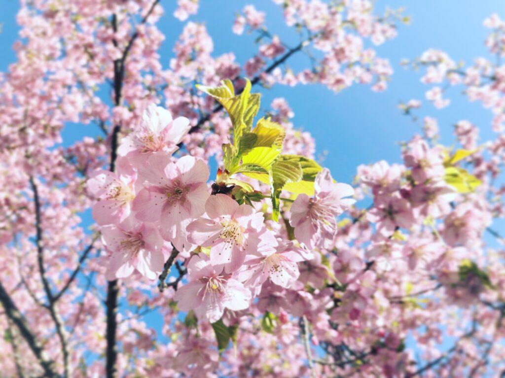 それぞれのお花につけられている「花言葉」