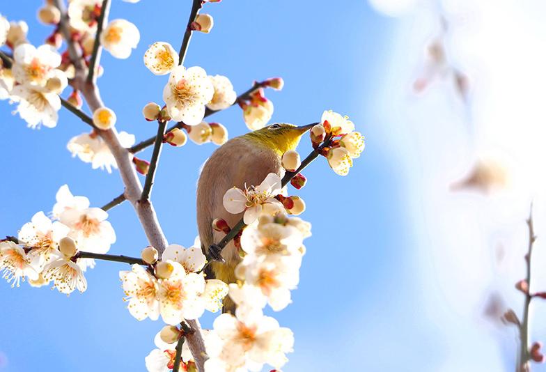 つがいと生涯を共にするウグイスと梅の花